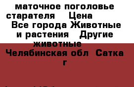 маточное поголовье старателя  › Цена ­ 2 300 - Все города Животные и растения » Другие животные   . Челябинская обл.,Сатка г.